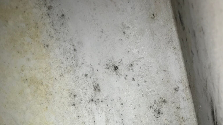 Osuszacze powietrza – kiedy mają zastosowanie? 3 pleśń na ścianie